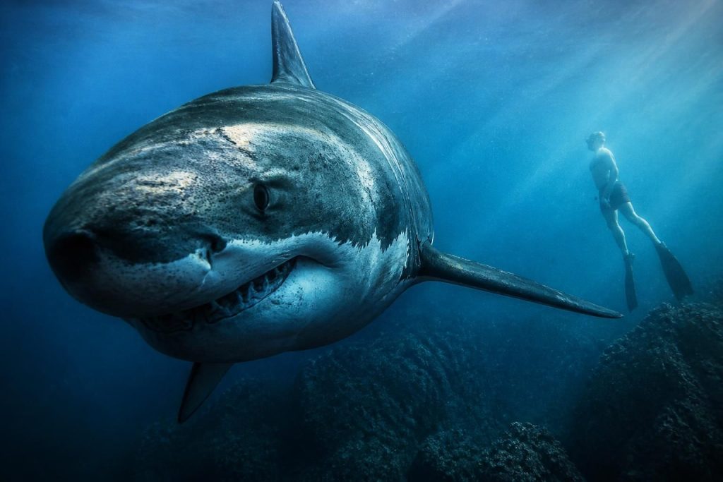 découvrez le coloriage du requin megalodon et plongez dans ses profondeurs pour éveiller l'artiste qui sommeille en vous.